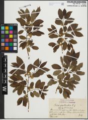 Foto von Salix pentandra L.